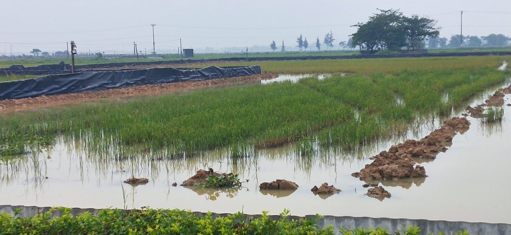 Mô hình sản xuất nông nghiệp hữu cơ - một hướng đi mới cho người nông dân